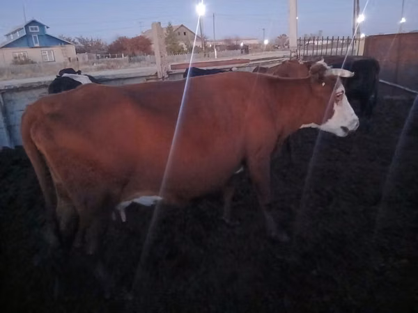 Cow, Latvian Blue cattle