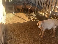 公羊, Hissar sheep — 照片 3