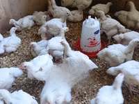 مرغ‌های شامو — عکس 4