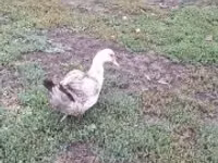 Ducks — zdjęcie 7