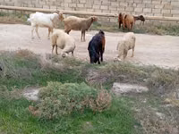 Billy Goat, Goats — photo 5