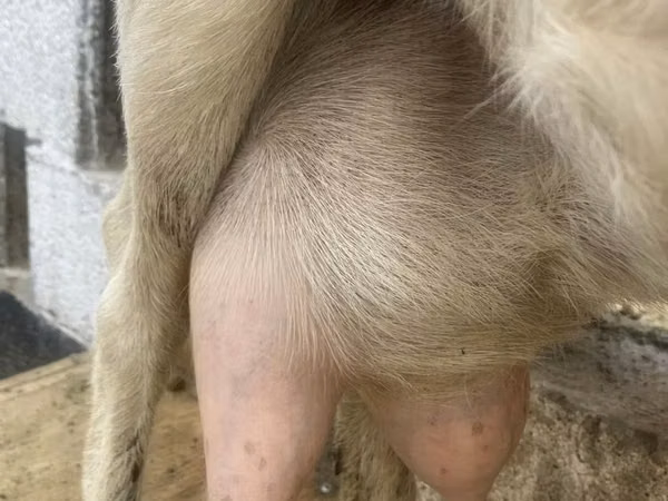 Goat, Saanen goat — Kazakhstan