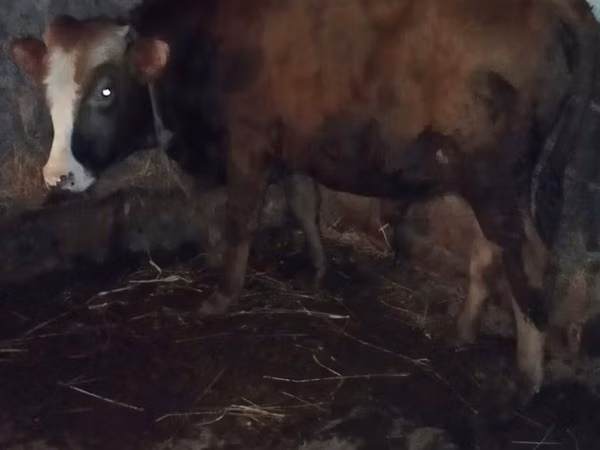 公牛, Cattle — 阿塞拜疆