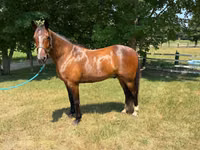 Horse (M), Horses — photo 3