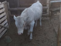 Bou, Bovine — foto 2