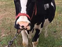 Vaca, Russian Black pied cattle — foto 1