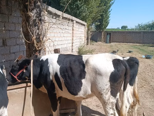Cow, Russian Black pied cattle — Uzbekistan