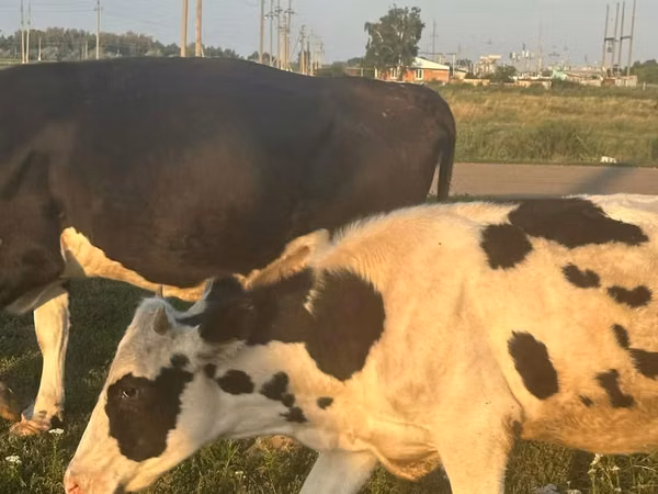 Cow, Swiss cattle — Kazakhstan