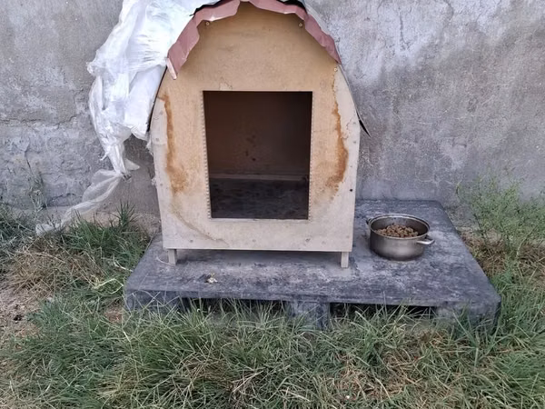 Taxta it evi - Material: kontrplak/taxta gövdə, üstü dalğalı metal