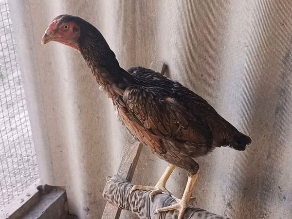 Chickens — Kyrgyzstan