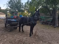 At, Nonius horse — foto 6