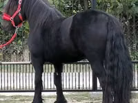 Horse (M), Fell pony — photo 2