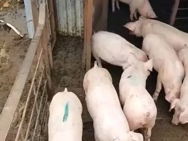 Porci (lot, sex nespecificat), 