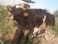 Bou, Rasa Holstein — foto 8