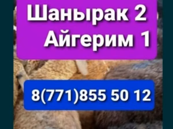 Ram, Sheep — Kazakhstan