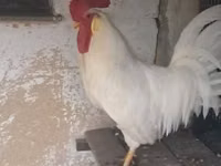 ليغهورن — الصورة 2