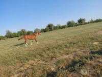 Horse (M), Akhal-Teke — photo 2