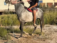 Ձի, Thoroughbred horse — լուսանկար 4