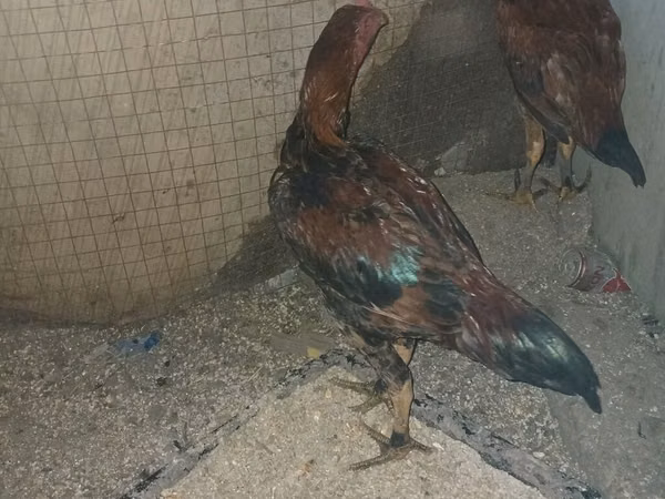 Chickens