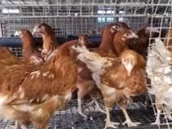 Chickens — Казахстан