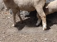 Widder, Merino sheep — Foto 3