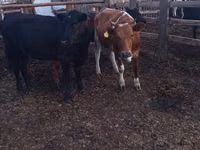 Bull, Holstein breed — photo 3