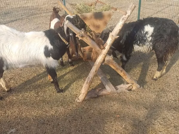 Ram, Sheep — Uzbekistan