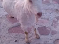 Goat, Saanen goat — photo 7