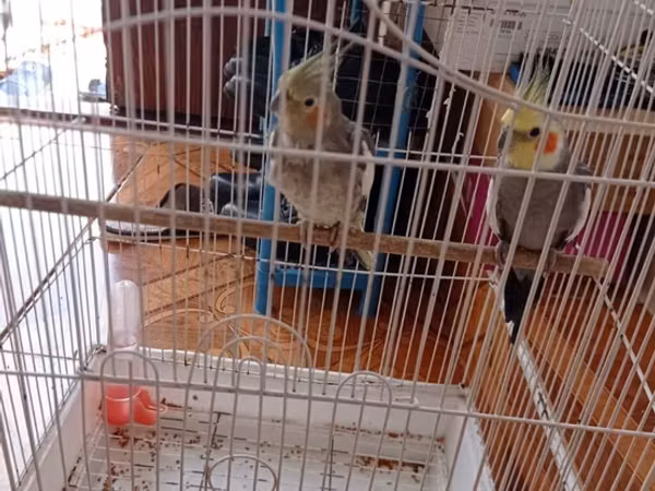 Nimfa tutuquşuları (2 ədəd) və qəfəs dəsti - Növ: Nimfa (cockatiel)
