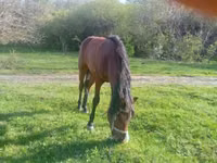 Mare, Horses — photo 2