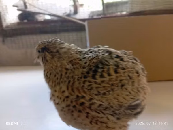 Quails — Угорщина