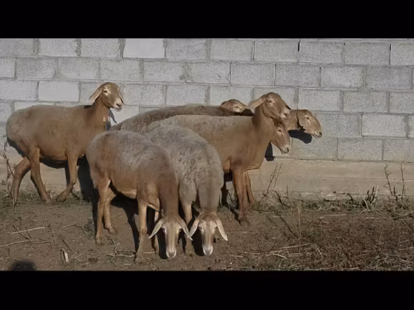 Sheep, Arashan sheep