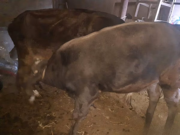 Cow, Cattle — Uzbekistan