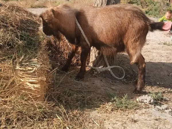 Ged, Alpine goat