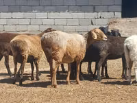 Хуц, Ordabasy sheep — 3 зураг
