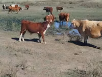 Bull, Kazakh White-headed cow — photo 8