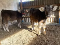 Skot (série, pohlaví neuvedeno), Swiss cattle — foto 1