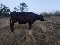 Cow, Cattle — photo 3
