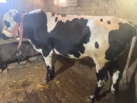 گاو نر, Russian Black pied cattle — عکس 1