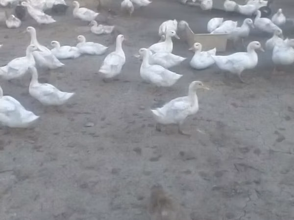 Ducks — Azerbejdżan
