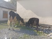 Tehén, Holstein fajta — 5. fotó