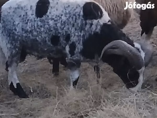 Ovan, Jacob's sheep — Мађарска