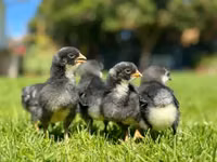 Australorp — photo 6