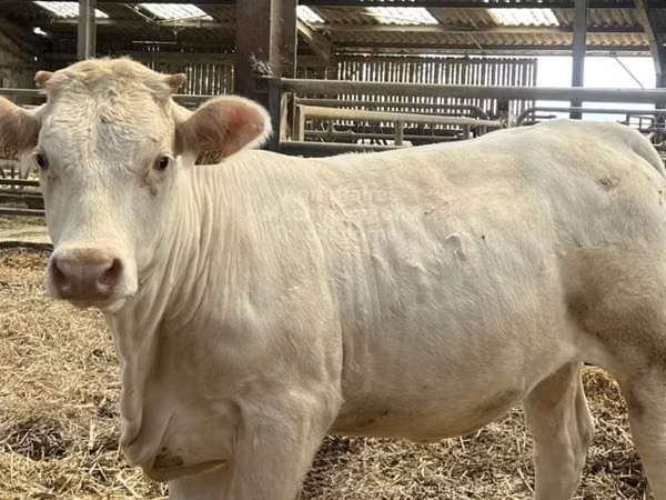 Cow, Charolais cattle — United Kingdom