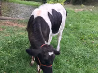 Vache, Russian Black pied cattle — photo 1