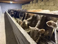 Bull, Simmental cattle — photo 1