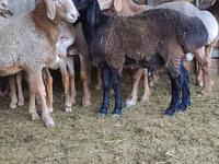 የጎትት አውራ በግ, Sheep — ፎቶ 2