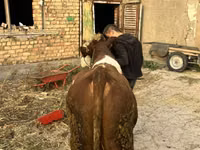 公牛, Simmental cattle — 照片 6