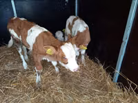 Sığır (parti, cinsiyet belirtilmedi), Simmental cattle — foto 4