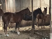 Айғыр, Horse breed — 1-сурет